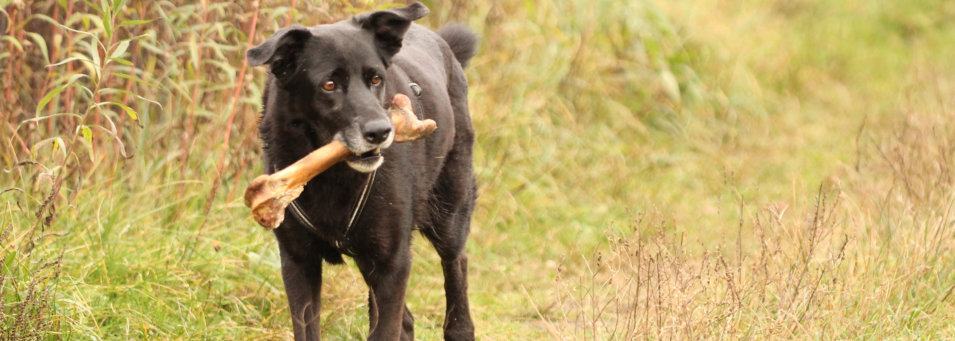 Einzeltraining Hundeschule henne &amp; hund